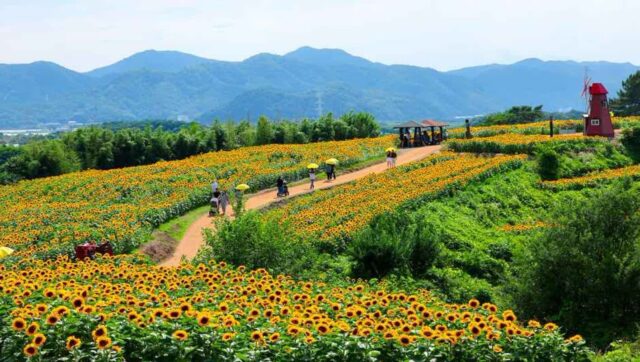 “4만2,500㎡ 규모 해바라기 축제 열립니다” 전국구 여름을 알리는 함안 여행지