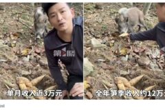 “절벽서 떨어진 새끼 멧돼지 구했더니”… 인생 역전 대박 터진 중국 남성 화제