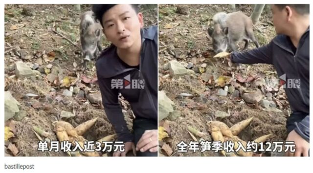 “절벽서 떨어진 새끼 멧돼지 구했더니”… 인생 역전 대박 터진 중국 남성 화제