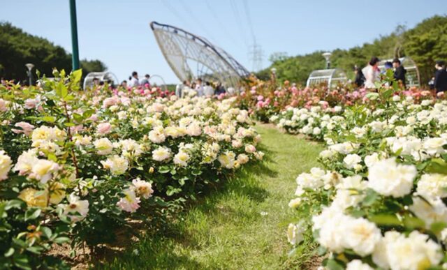 “사진보다 실제가 낫다”… 울산대공원 장미축제, 지금 다시 보는 계절 여행지