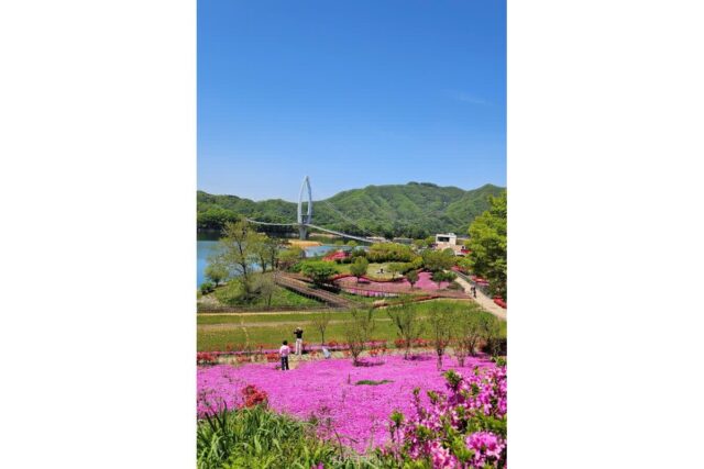수국·장미·작약꽃·꽃양귀비…꽃과 호수 바람 따라 떠나는 초여름 임실여행