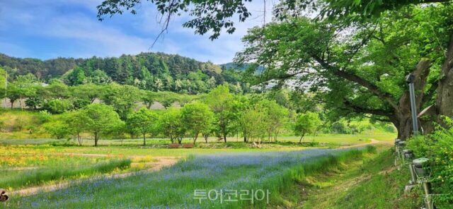K-컬처로 핫하고 꽃길로 쉬는 6월 충주…아이와 가기 좋은 초여름 여행