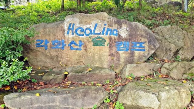 “1,000m²의 자연 속에서 진짜 힐링이라고?”… 금강송 숲이 감싼 캠핑 여행지