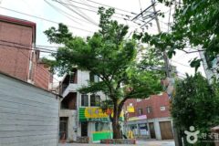 “150년 전, 이렇게 거대한 나무가 심겼다니”… 서울 도심 속 전설의 느티나무 명소