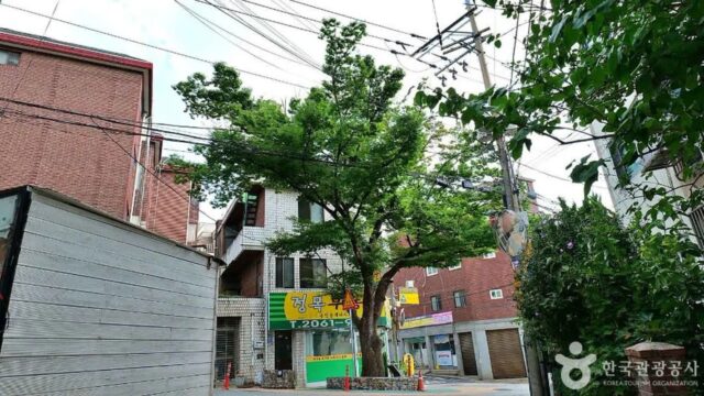 “150년 전, 이렇게 거대한 나무가 심겼다니”… 서울 도심 속 전설의 느티나무 명소