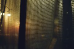 “모기 없는 집은 ‘이것’을 다르게 합니다” 여름밤에도 안 물리는 비결