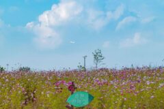 2026 양구 유적지 베스트 5, 역사와 자연이 어우러진 여름 여행