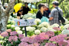 2026 초여름 수국 축제 모음집 6 인생샷 건지는 전국 수국 명소