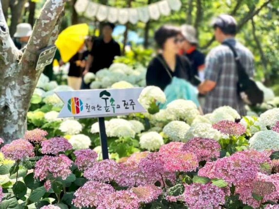 2026 초여름 수국 축제 모음집 6 인생샷 건지는 전국 수국 명소