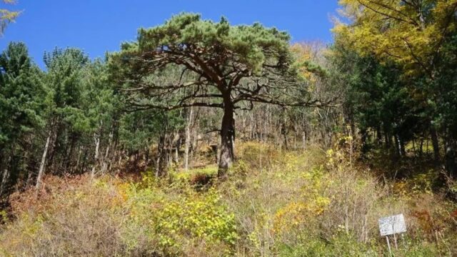 “진짜 소나무 향기에 힐링된다니…” 50만 평 숲속 산책 명소