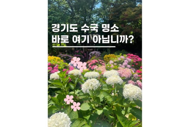 경기도 수국명소 광주율봄식물원 6월꽃구경 수목원 나들이