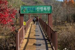 “새 소리 들리다니, 진짜 여긴 대전 맞아?”… 도심 속 100만 평 숲길에서 자연 만끽 명소