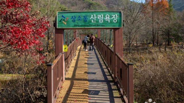 “새 소리 들리다니, 진짜 여긴 대전 맞아?”… 도심 속 100만 평 숲길에서 자연 만끽 명소