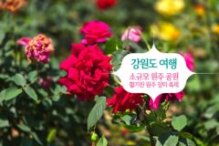 강원도 여행 소규모 원주 공원 활기찬 원주 장미 축제