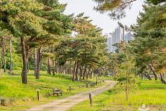 “경기도 수원, 수백 년 된 소나무 숲길이 이렇게 고요하다니”… 자연 속 1.5km 산책로 여행지