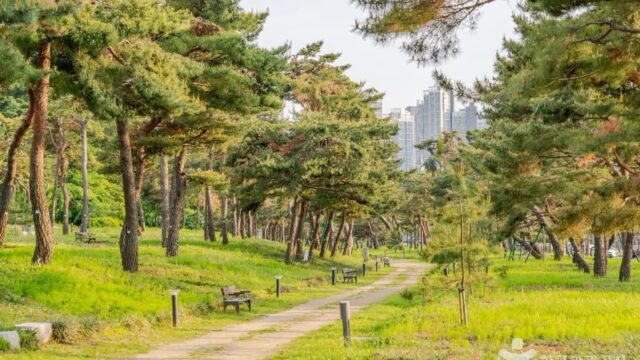 “경기도 수원, 수백 년 된 소나무 숲길이 이렇게 고요하다니”… 자연 속 1.5km 산책로 여행지