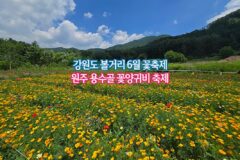강원도 볼거리 6월 꽃축제 원주 용수골 꽃양귀비 축제