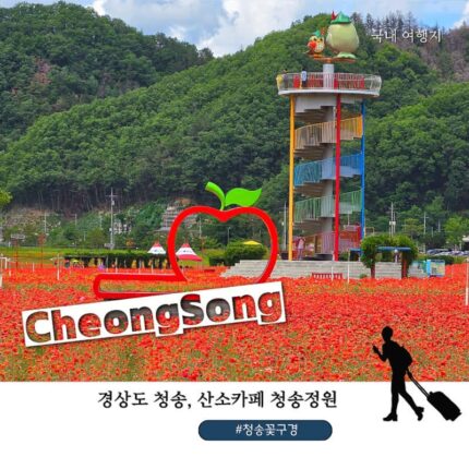 청송 가볼만한 곳 청송정원 꽃양귀비 만개! 해외여행 부럽지 않은 산소카페 청송 꽃명소