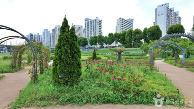 “5km 따라 펼쳐진 이런 사계절 장관, 진짜야?”… 서울 도심 숨은 명소