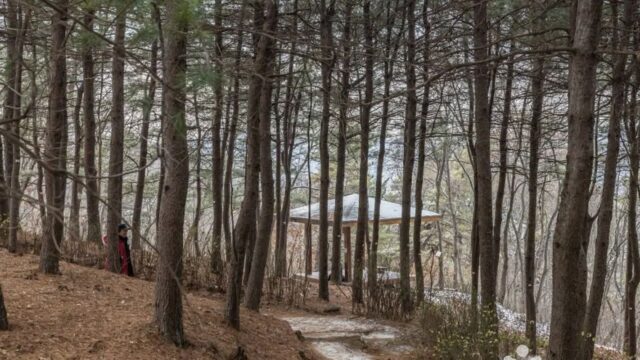 “서울 도심 속에 이런 곳이? 200m 정상에서 보니 진짜…”… 벚꽃 만개한 고요한 힐링 명소