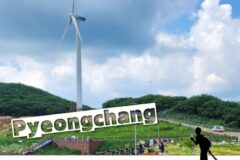 강원도 평창 육백마지기 샤스타데이지 명소 6월 청옥산 꽃구경 여행