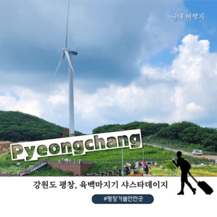 강원도 평창 육백마지기 샤스타데이지 명소 6월 청옥산 꽃구경 여행