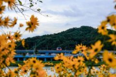 2026 순천시 여행지, 여름에 즐기는 베스트 코스 추천 5곳