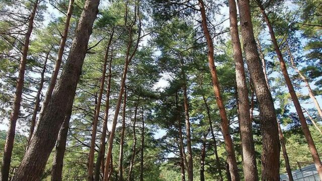 대관령 솔내음 오토 캠핑장, 숲과 계곡에서 즐기는 자연 캠핑