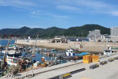 전남 궁농항 축제, 여름 남해의 풍경과 함께하다