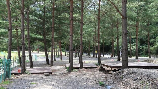 “차로 3시간 달려 도착했다니…” 100만 평 울창한 숲과 맑은 계곡의 힐링 여행지