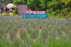 포천 여행 경기도 꽃구경 메카 포천 허브아일랜드