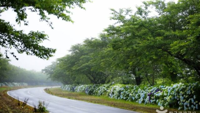 제주 녹산로 유채꽃도로 축제, 황금빛 꽃길의 봄 향연
