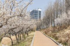 “5,000㎡ 매실거리라니, 이런 곳이 서울에?”… 전통과 현대가 어우러진 명소