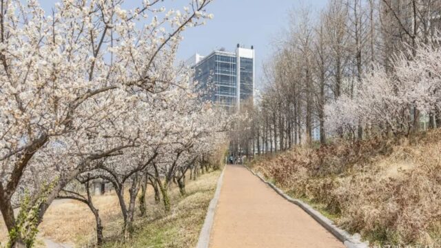 “5,000㎡ 매실거리라니, 이런 곳이 서울에?”… 전통과 현대가 어우러진 명소