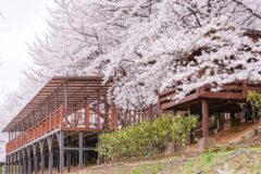 “이렇게 긴 5km 벚꽃길을 도심에 다니?”… 하늘 수놓은 환상적 풍경 명소