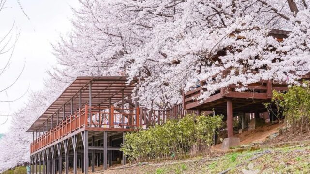 “이렇게 긴 5km 벚꽃길을 도심에 다니?”… 하늘 수놓은 환상적 풍경 명소