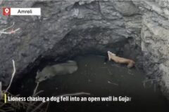 깊은 물구덩이에 빠진 사자와 ‘먹잇감’ 개가 맺은 ‘일시적 휴전’