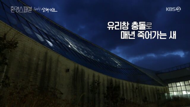 매년 우리나라에서 800만 마리의 새가 죽는 이유 [유리창 살해사건]