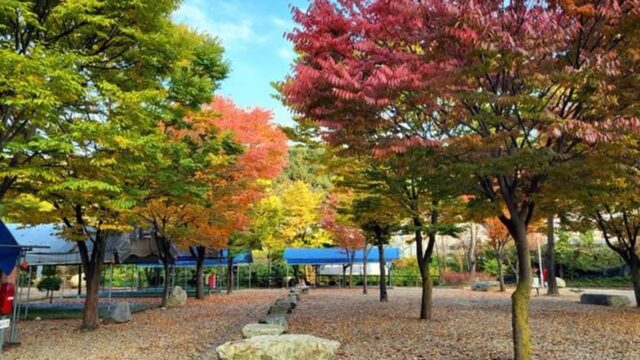 “10,000㎡ 자연 속 진짜 힐링이라니?”… 강원도의 숨은 명소