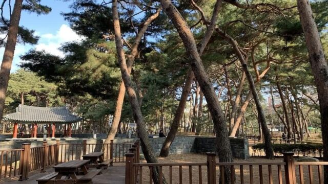 “10만㎡가 전부 자연 그대로라니?”… 서울 도심 속 숨은 명소, 솔밭근린공원