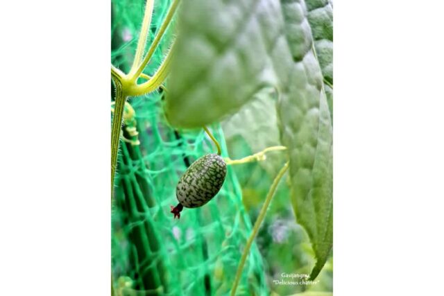 오늘 옥상텃밭 쿠카멜론, 가지, 미니오이, 꽈리고추 등…