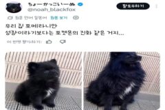 포메라 ＞ 포메라니안 진화