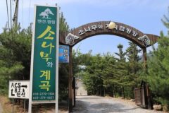 영월 소나무와 계곡 캠핑장, 강원 자연 속 휴식체험