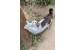 “캣맘 임명합니다”…한겨울 냥이 내쫓던 그 아파트, 이유 있는 변신