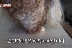[동물농장] 얼굴 전체가 혹으로 덮인 강아지 미미