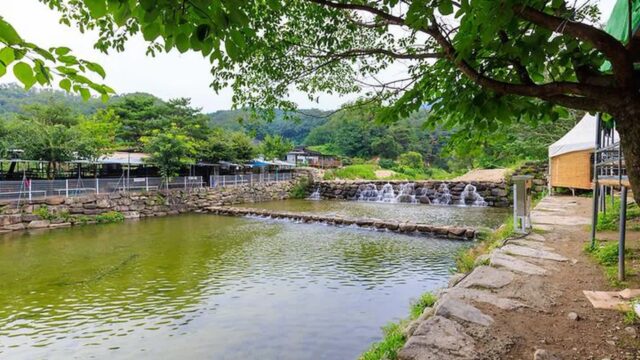 대구 팔공 쉼터 야영장, 반려견과 함께하는 자연 캠핑