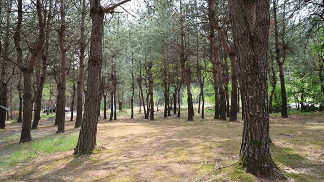 강원 꿈꾸는 계곡 야영장, 자연 속 힐링 캠핑 여행