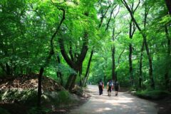 2026년 속리산 여름 가볼만한곳 BEST 5: 시원한 계곡부터 힐링 명소까지