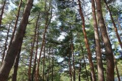 “100여 개 캠핑 사이트가 있다니…” 자연 속 힐링 대관령 명소