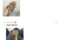 반려동물 키우고싶은데 털이 얼마나 빠질까??